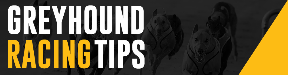 Greyhound racing tips