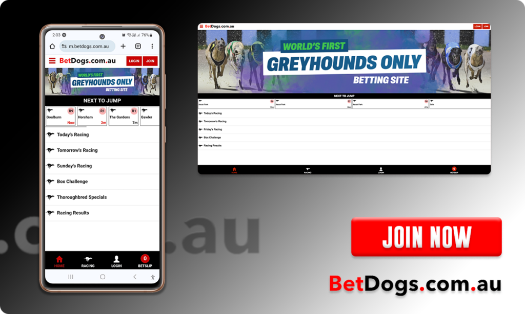 BetDogs Betting Site User Interface